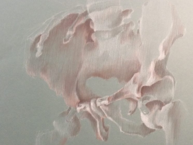 Etude d'anatomie: Bassins, Graphite, Pastel blanc, Sanguine sur cansson, 60x50cm